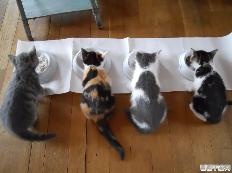 对人类过敏的猫官网下载_非常火的休闲像素风格角色扮演冒险探索游戏
