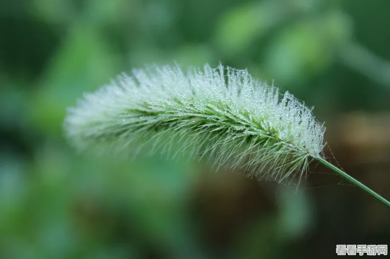 电击文库零境交错，揭秘狗尾巴草的获取途径与独特属性