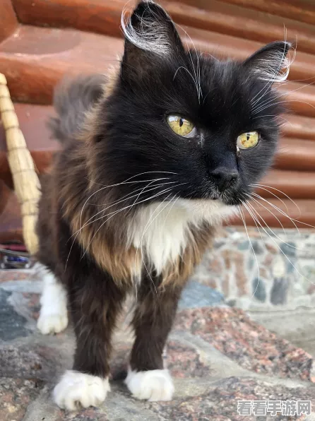 猫咪和汤国际版正式上线，温馨治愈系养成小游戏，快来打造你的萌宠乐园！