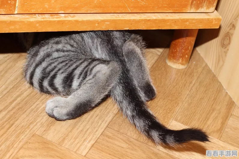猫咪和汤国际版正式上线，温馨治愈系养成小游戏，快来打造你的萌宠乐园！
