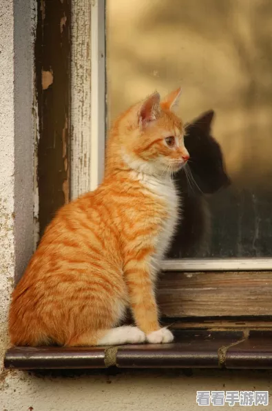 蛋仔派对珍稀宠物艾比橘福猫获取攻略，解锁萌宠新姿势！