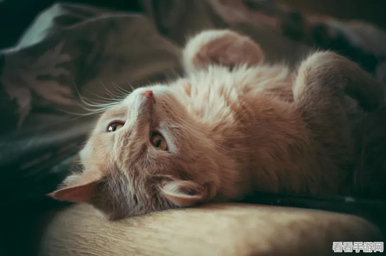 猫之城，震撼揭秘技能特殊效果