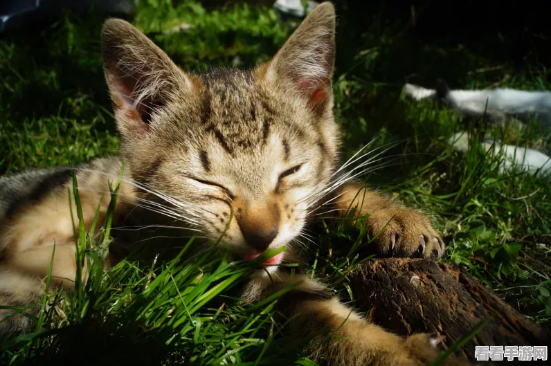 怪物猎人P3深度解析，端材获取攻略与猫咪装扮秘籍