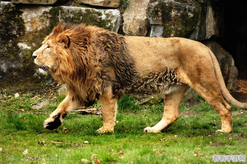 怪物猎人P3深度解析，端材获取攻略与猫咪装扮秘籍