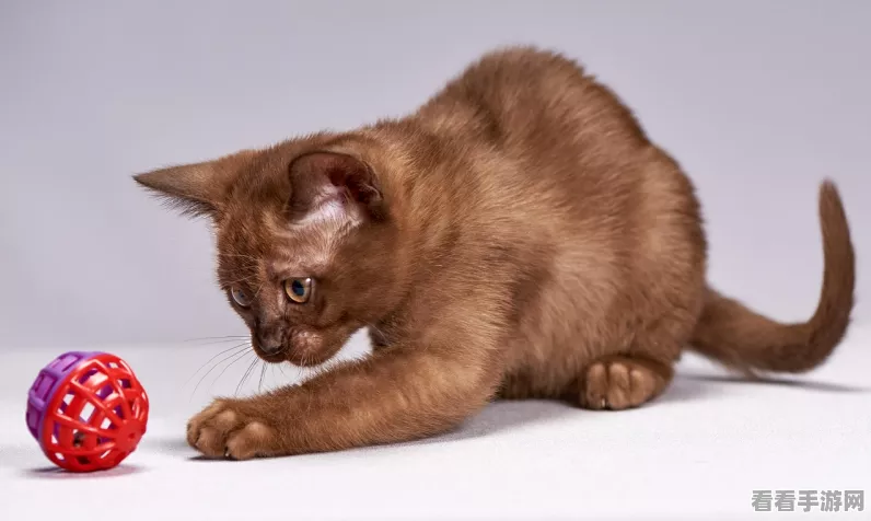 猫咪模拟器中文版来袭，沉浸式宠物养成新体验