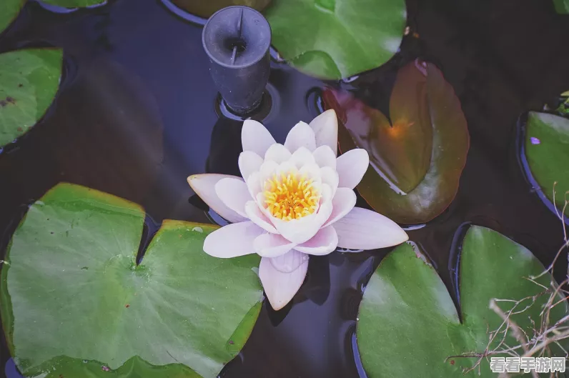 江南百景图荷花池塘兑换深度攻略，资源优化秘籍与价值最大化实战策略