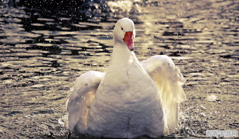 鹅鸭杀GooseGooseDuck深度解析，鹅角色策略与玩法全揭秘