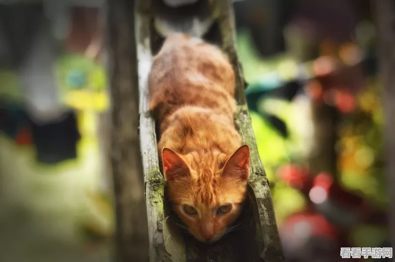 猫博物馆，妙趣横生的刷猫毛解谜秘籍