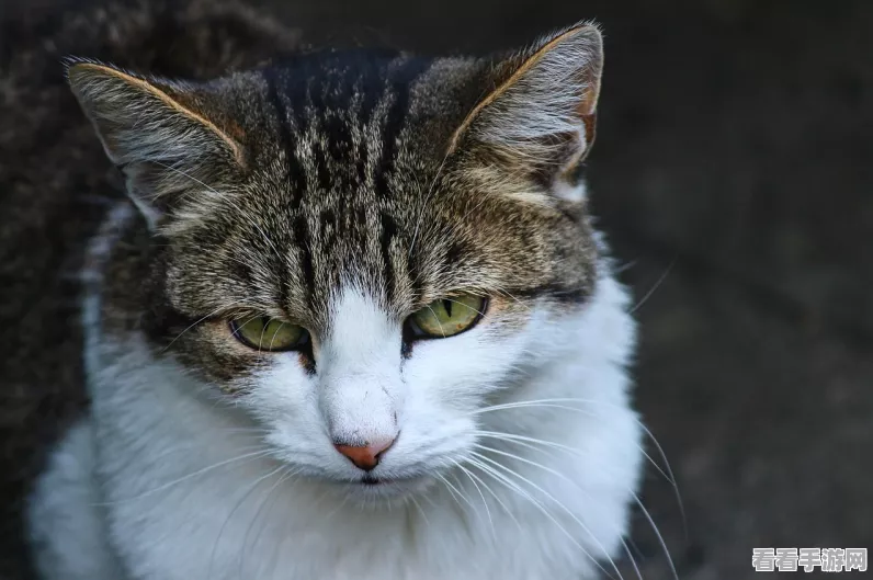 猫博物馆，妙趣横生的刷猫毛解谜秘籍