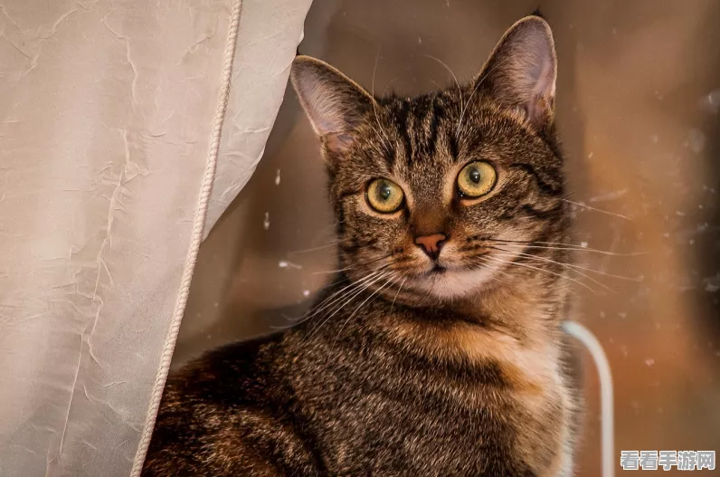 猫博物馆，妙趣横生的刷猫毛解谜秘籍