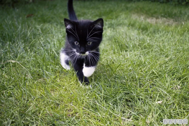 萌宠来袭！无限猫猫计划最新版模拟经营手游下载开启