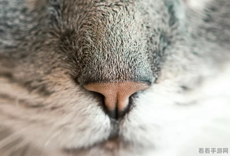 猫之城新手教程终极挑战攻略，解锁最后一关的秘密