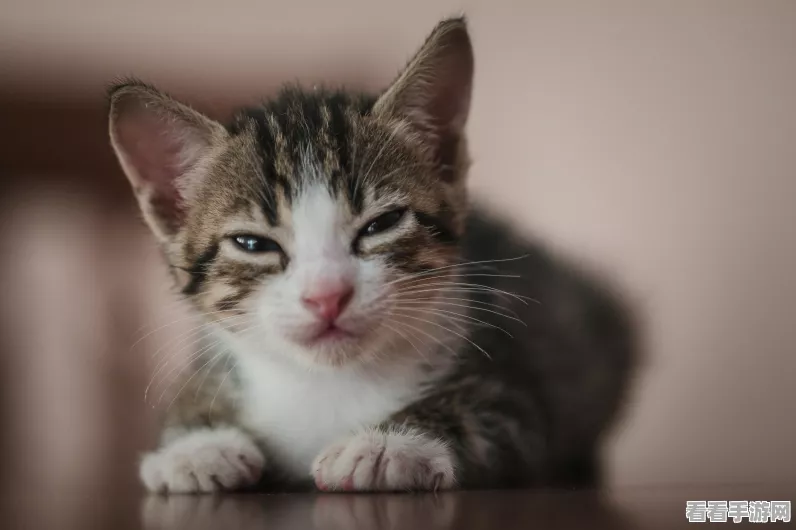 猫和老鼠如何巧妙送好友礼物？攻略秘籍大公开！