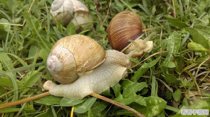 紫蜗牛壳闪耀登场！最强蜗牛紫蜗牛壳获取全攻略