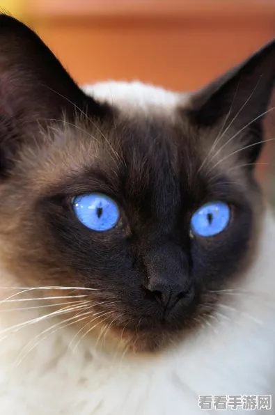 猫之城挂件基因全解析，解锁战斗新潜能！