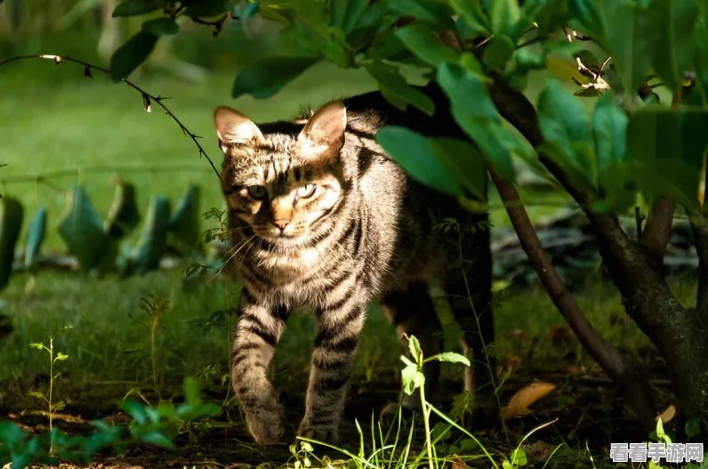 猫鼠追逐战升级！猫和老鼠手游猫专用道具实战攻略