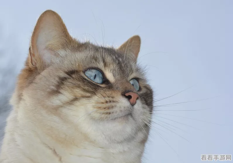 猫力给下载_精彩的养成休闲类游戏