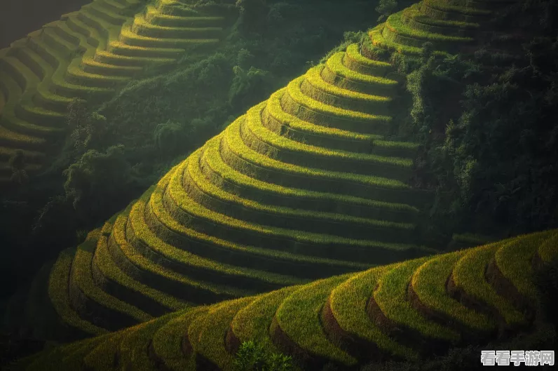 龙之国物语，揭秘贝壳珍稀位置与获取攻略