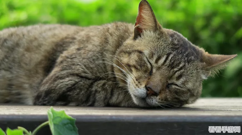 猫咪二重奏中文版下载_非常有趣的音乐节奏闯关手游