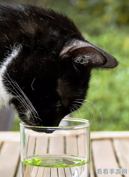 小森生活猫碗获取攻略，解锁萌宠专属餐具的秘诀