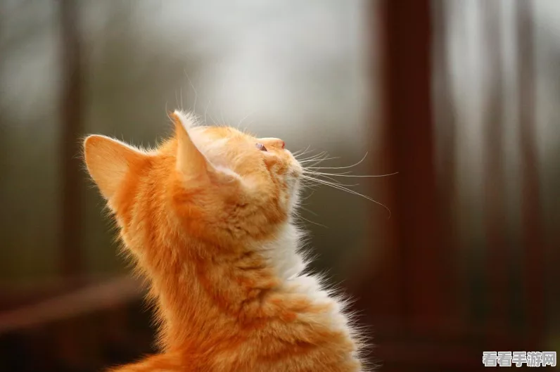 招财猫舍，萌宠合成养成，打造专属猫咪乐园！