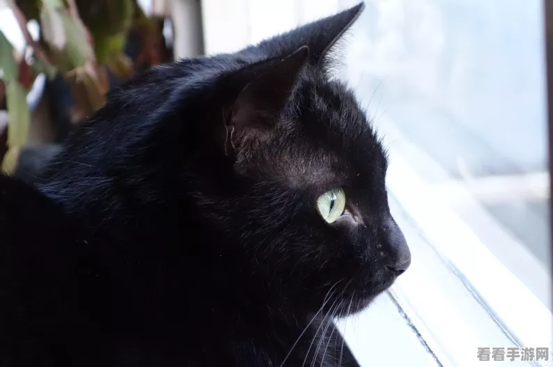 泰拉瑞亚2025，解锁黑猫宠物全攻略，揭秘稀有属性获取秘籍