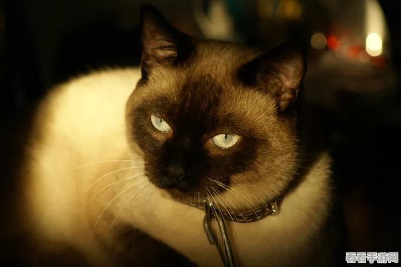 原神喂猫位置全揭秘，解锁猫的赠礼成就攻略