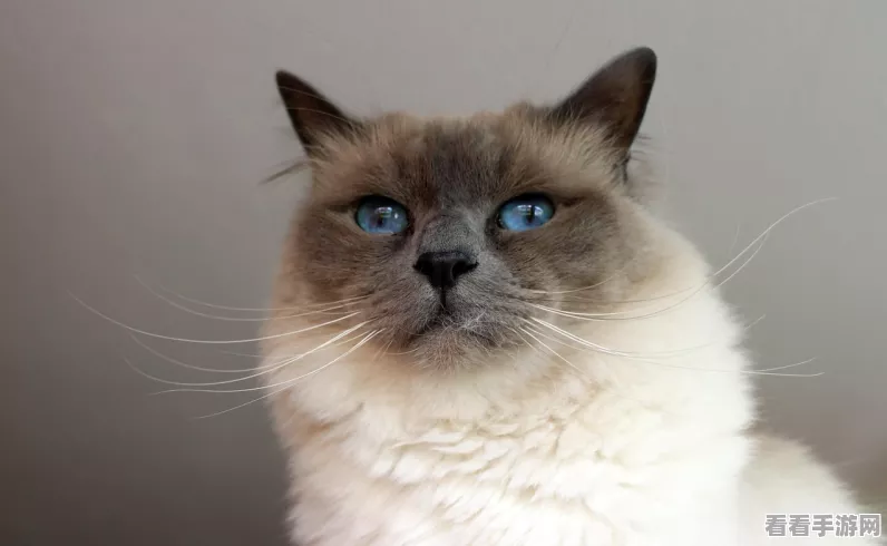 原神喂猫位置全揭秘，解锁猫的赠礼成就攻略