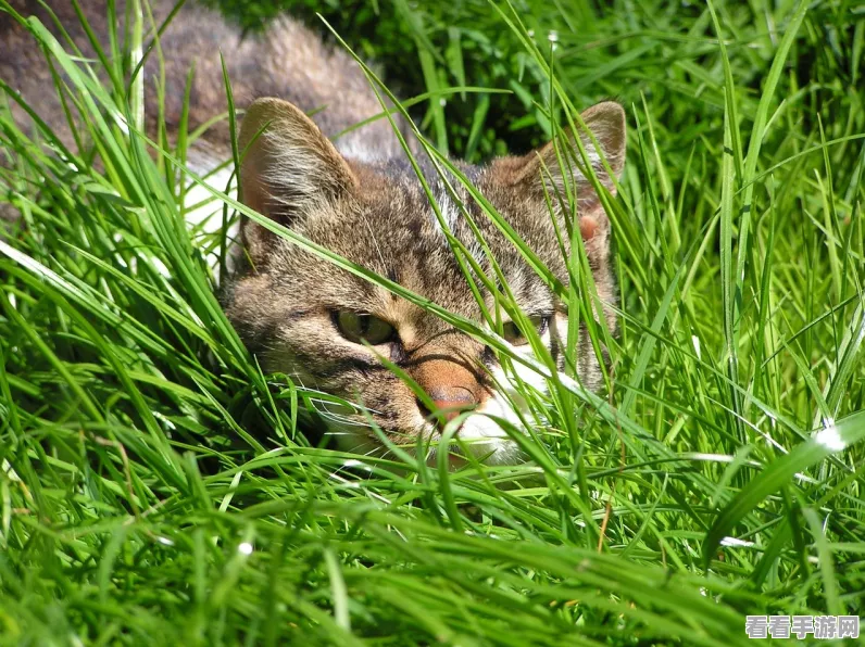 揭秘怪物猎人，世界冰原中猫的短期催眠术使用攻略