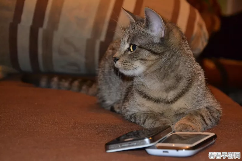 小猫钓鱼下载并安装_令人愉快的手机游戏
