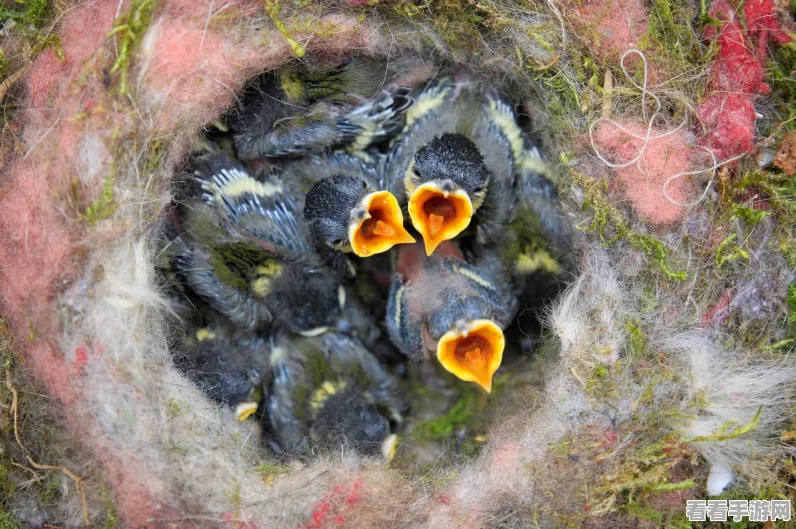 饥荒手游，熔岩虫卵孵化全攻略及代码属性揭秘