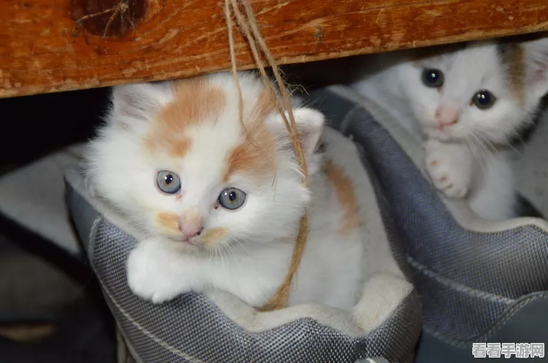 猫之城古色兰香，顶尖配队策略揭秘与深度战术剖析