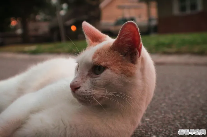 猫猫学园萌动上线，免费领养流浪猫，打造专属猫咪学院！