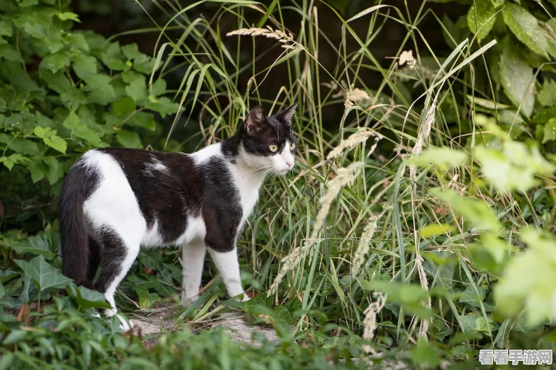 猫猫学园萌动上线，免费领养流浪猫，打造专属猫咪学院！