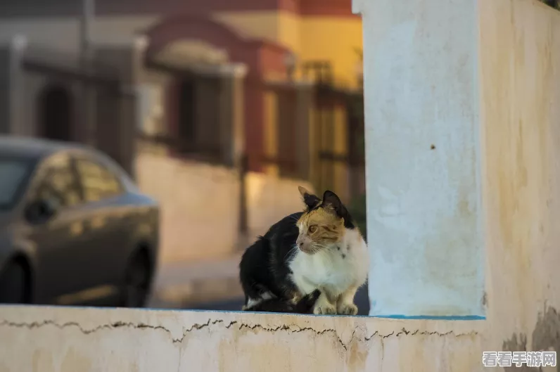 猫猫学园萌动上线，免费领养流浪猫，打造专属猫咪学院！