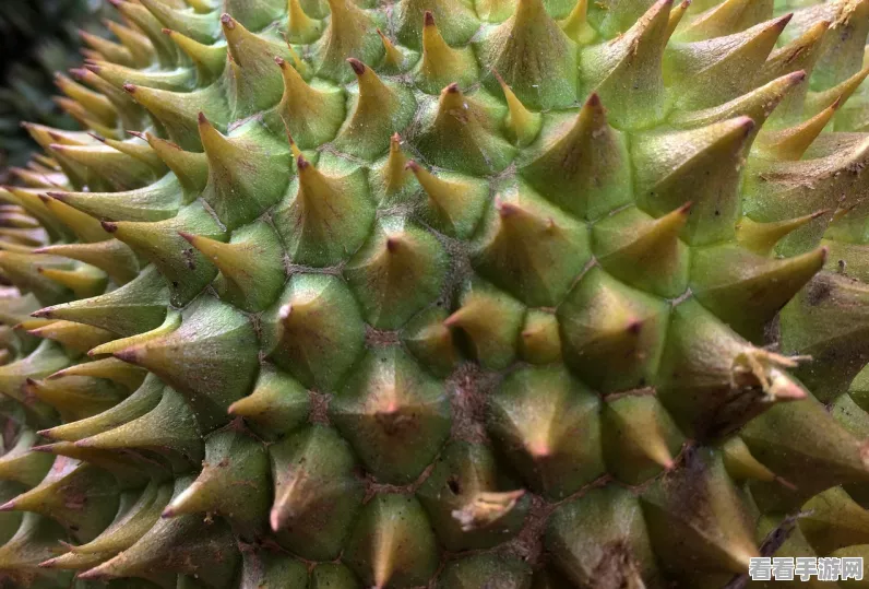 榴莲王权杖，恶果之地中的双刃剑绝技揭秘与实战攻略