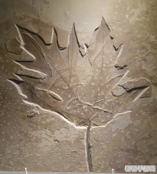 口袋妖怪叶绿，化石宝贝大揭秘，选择你的史前强者！