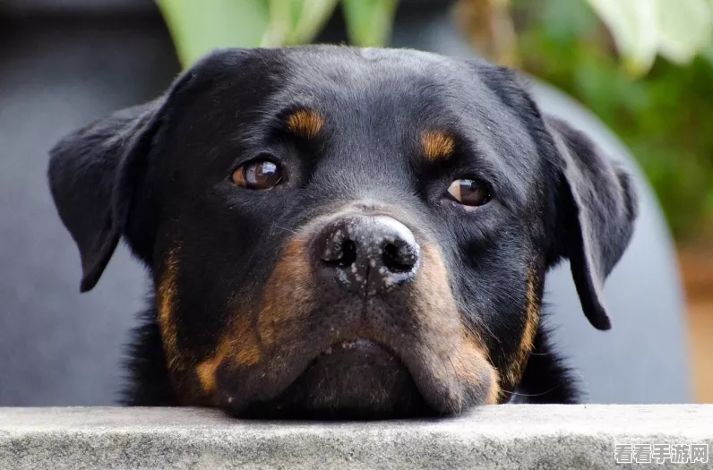 王者猎人小米版萌犬新将，放置玩法重大革新来袭！