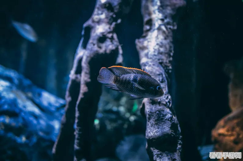 妄想山海探险指南，揭秘冥光生物寻觅技巧与奇遇