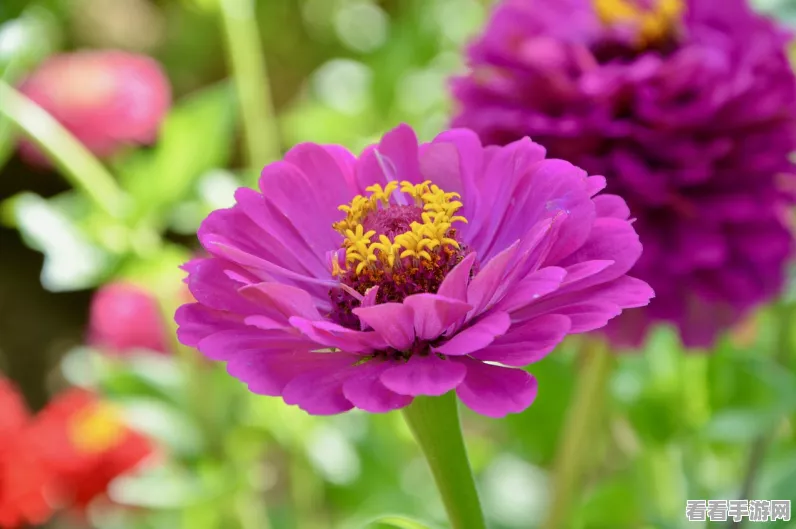 原神烈焰花花蕊采集教程_原神烈焰花花蕊怎么采集