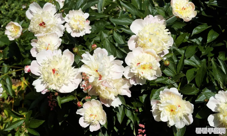 原神烈焰花花蕊采集教程_原神烈焰花花蕊怎么采集