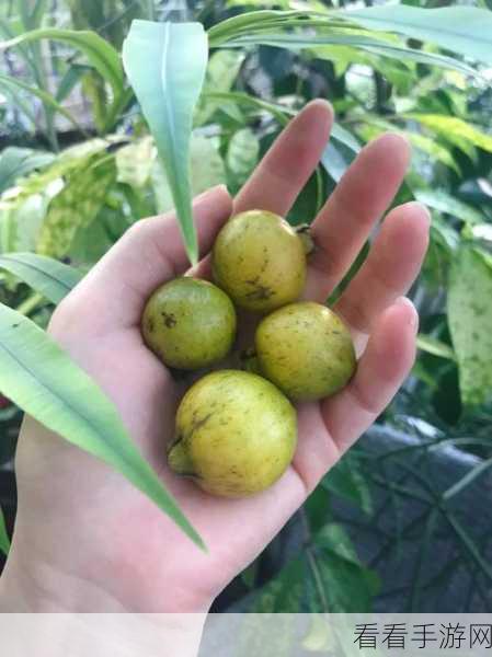 草莓视频芭乐十八：探索草莓视频与芭乐十八的精彩世界，体验无限乐趣！
