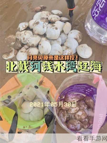 赶海王必备！揭秘11抽坑神器月亮贝的高效攻略