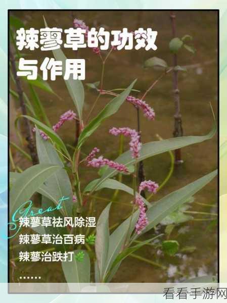 17草区域：探索17草区域的独特生态与保护措施新策略