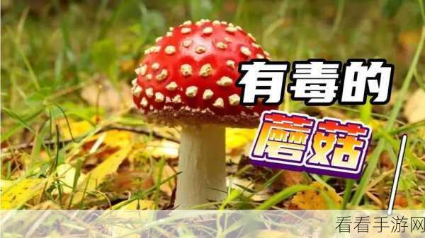 黑料公社蘑菇视频：揭秘黑料公社：蘑菇视频背后的真实故事与内幕