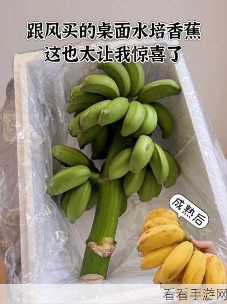 香蕉视频5178：探索香蕉视频5178的精彩内容与独特魅力！