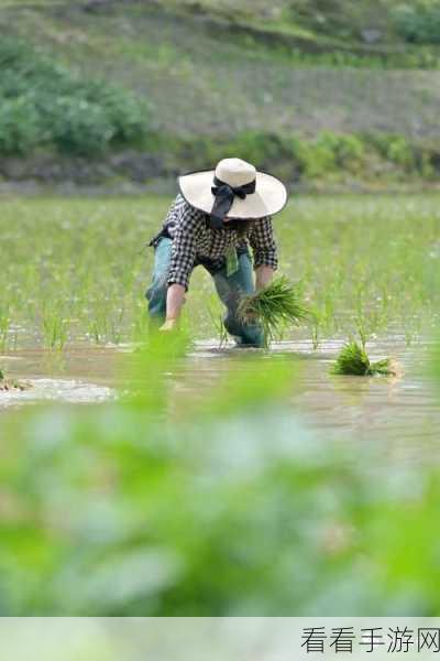 夫妻之间三十中插秧方法：三十种创新插秧方法，助力夫妻和谐共育田园梦