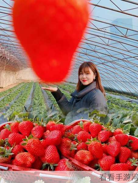 草莓 视频链接：草莓丰收季节，带你探索种植与采摘的乐趣！