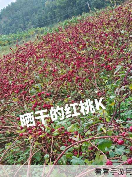 红桃视频一区二区：探索红桃视频的多元内容，畅享精彩生活每一刻！