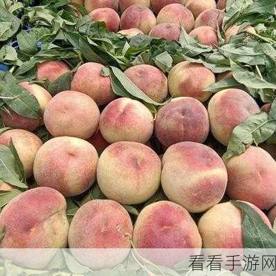 红桃视频一区二区：探索红桃视频的多元内容，畅享精彩生活每一刻！